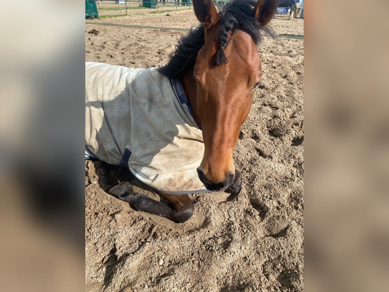 Weitere Vollblüter Wallach 5 Jahre 165 cm Brauner in Broek in waterland