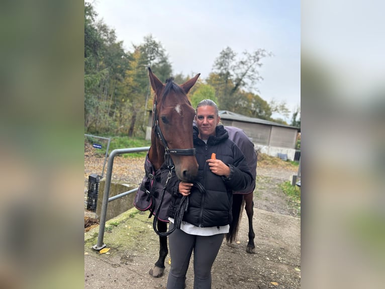 Weitere Vollblüter Wallach 5 Jahre 165 cm Brauner in Gladbeck