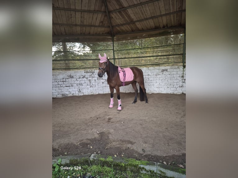 Weitere Vollblüter Wallach 5 Jahre 165 cm Brauner in Gladbeck