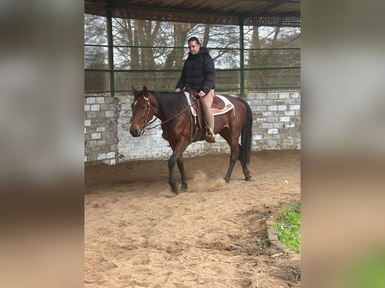 Weitere Vollblüter Wallach 5 Jahre 165 cm Brauner in Gladbeck