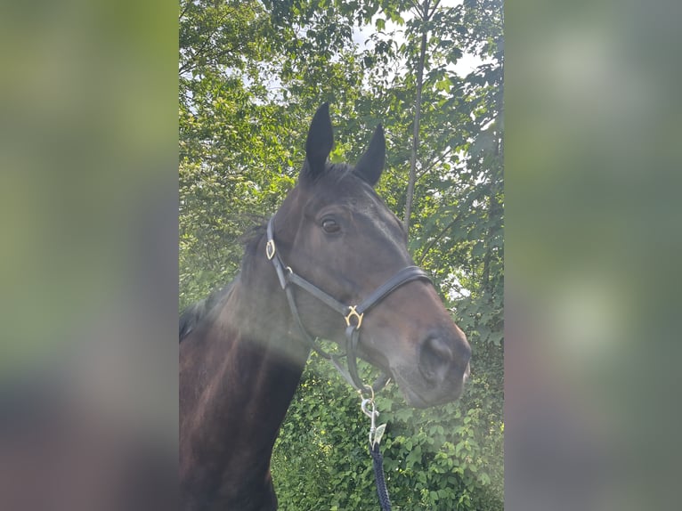 Weitere Vollblüter Wallach 5 Jahre 174 cm Dunkelbrauner in Dielsdorf