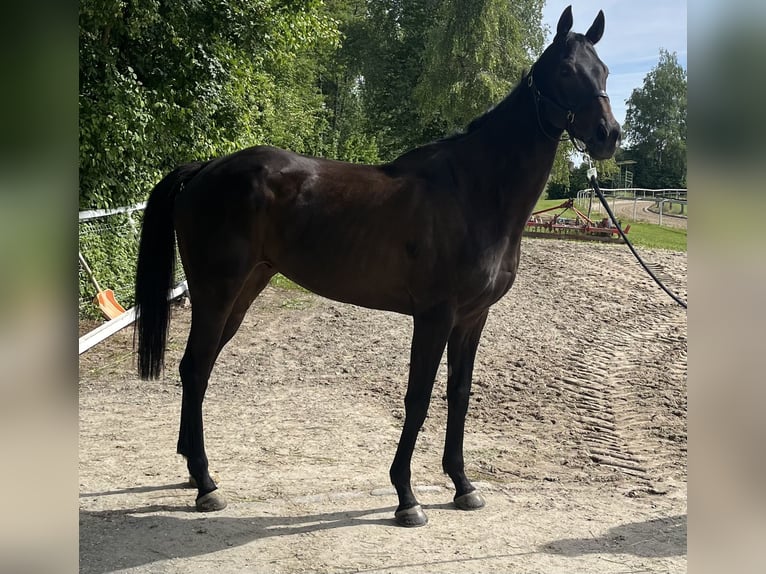 Weitere Vollblüter Wallach 5 Jahre 174 cm Dunkelbrauner in Dielsdorf