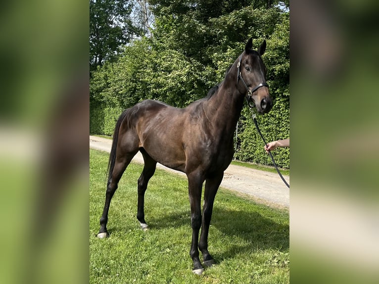 Weitere Vollblüter Wallach 5 Jahre 174 cm Dunkelbrauner in Dielsdorf