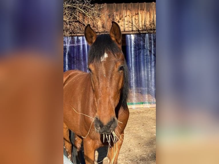 Weitere Vollblüter Wallach 6 Jahre 153 cm Brauner in Weissach im Tal