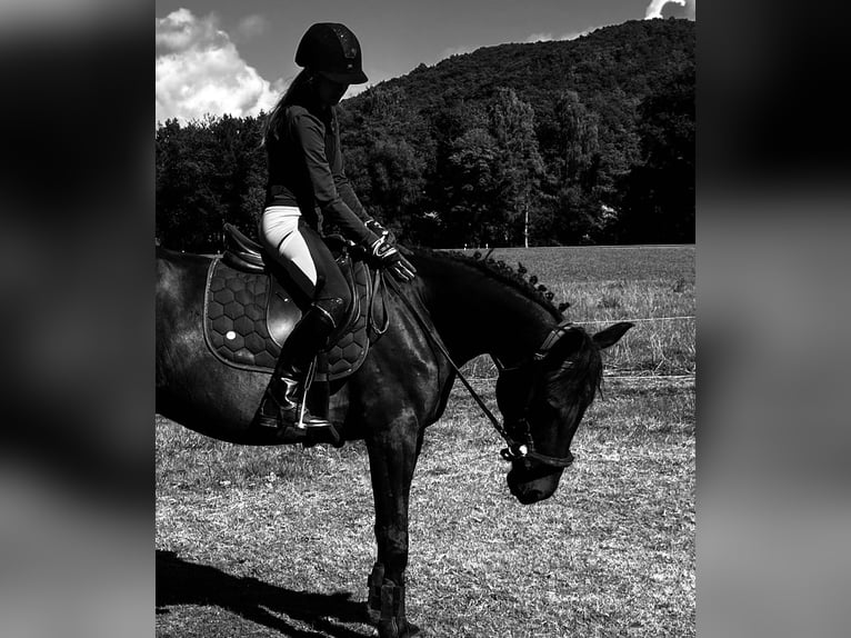 Weitere Vollblüter Wallach 6 Jahre 162 cm Dunkelbrauner in Eschwege