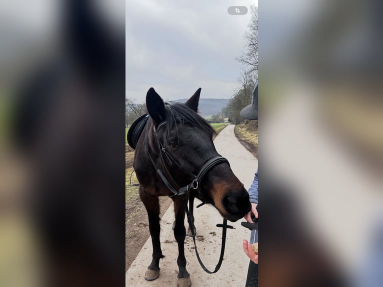 Weitere Vollblüter Wallach 6 Jahre 162 cm Dunkelbrauner in Eschwege