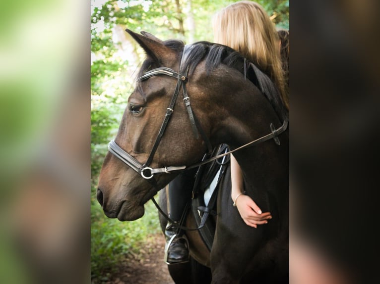 Weitere Vollblüter Wallach 6 Jahre 162 cm Dunkelbrauner in Eschwege