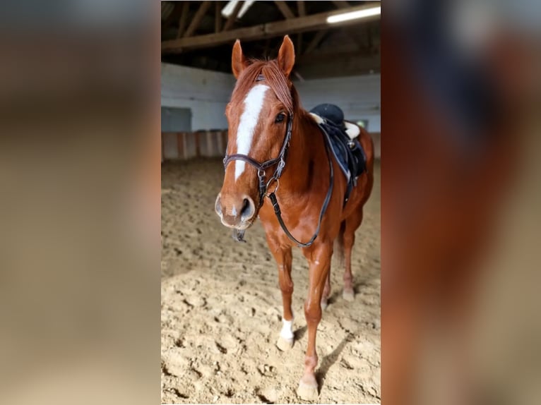Weitere Vollblüter Wallach 6 Jahre 164 cm Fuchs in Alpen Weitere Vollblüter Wallach 6 Jahre 164 cm Fuchs in Alpen