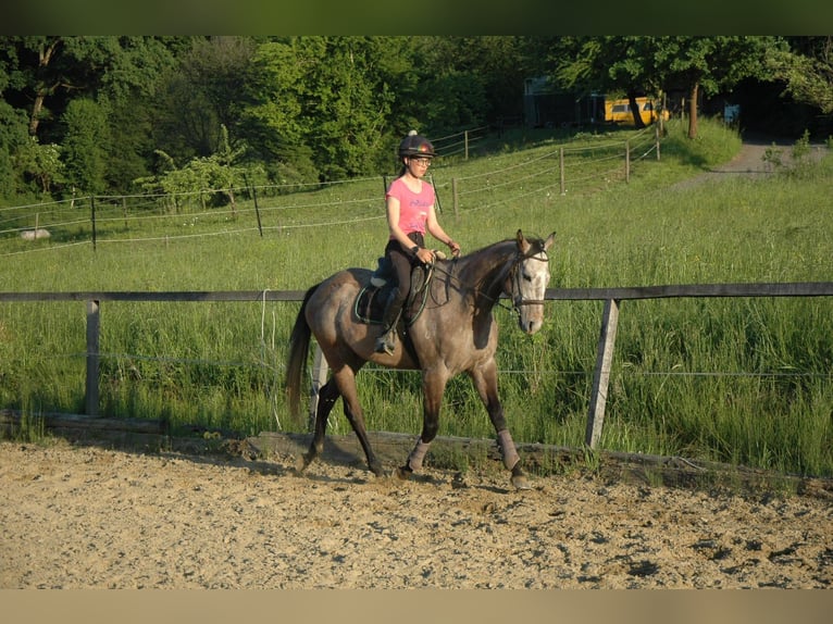 Weitere Vollblüter Wallach 6 Jahre 165 cm Schimmel in Tiefernitz