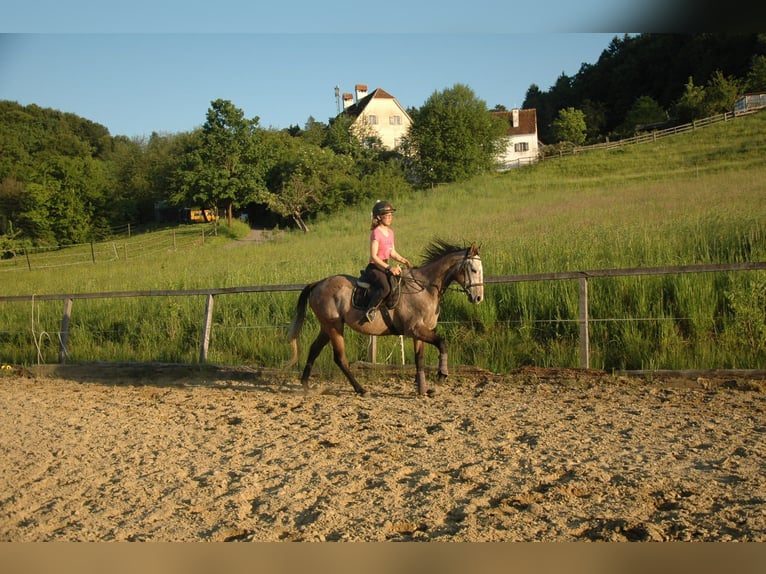 Weitere Vollblüter Wallach 6 Jahre 165 cm Schimmel in Tiefernitz