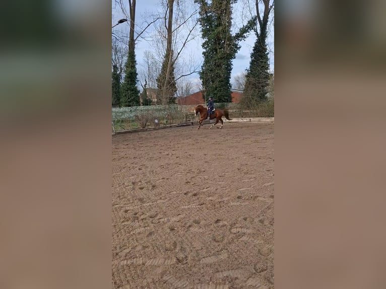 Weitere Vollblüter Mix Wallach 6 Jahre 177 cm Fuchs in Grevenbroich