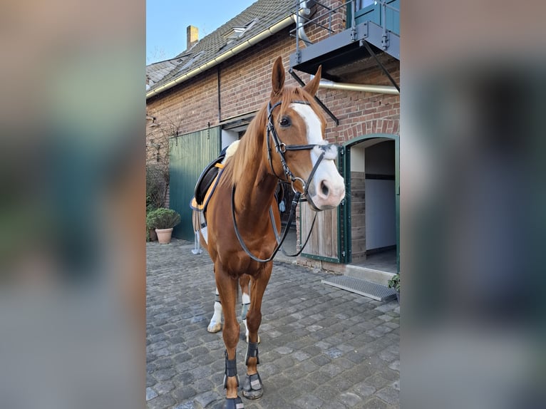Weitere Vollblüter Mix Wallach 6 Jahre 177 cm Fuchs in Grevenbroich