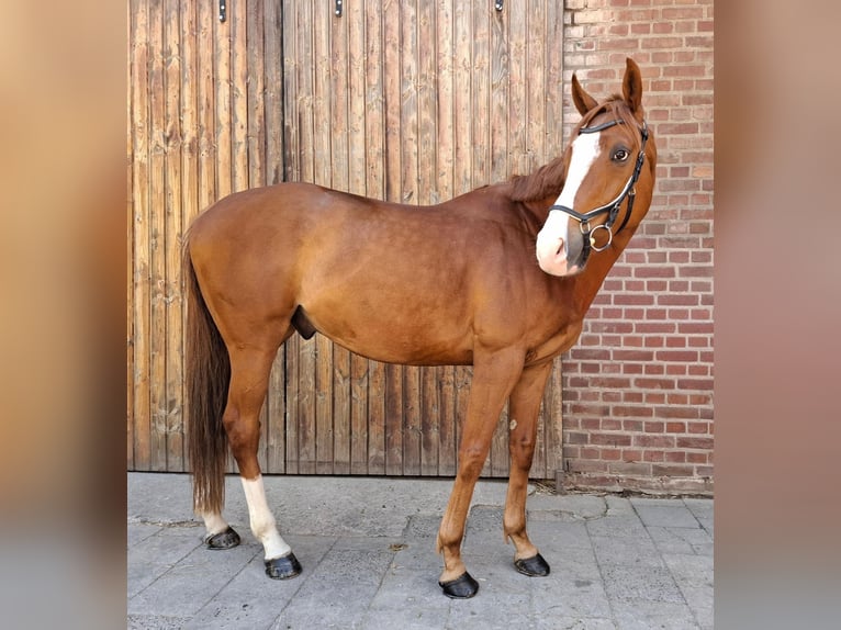 Weitere Vollblüter Mix Wallach 6 Jahre 177 cm Fuchs in Grevenbroich