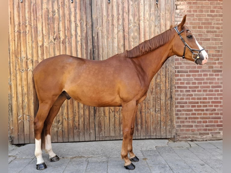 Weitere Vollblüter Mix Wallach 6 Jahre 177 cm Fuchs in Grevenbroich
