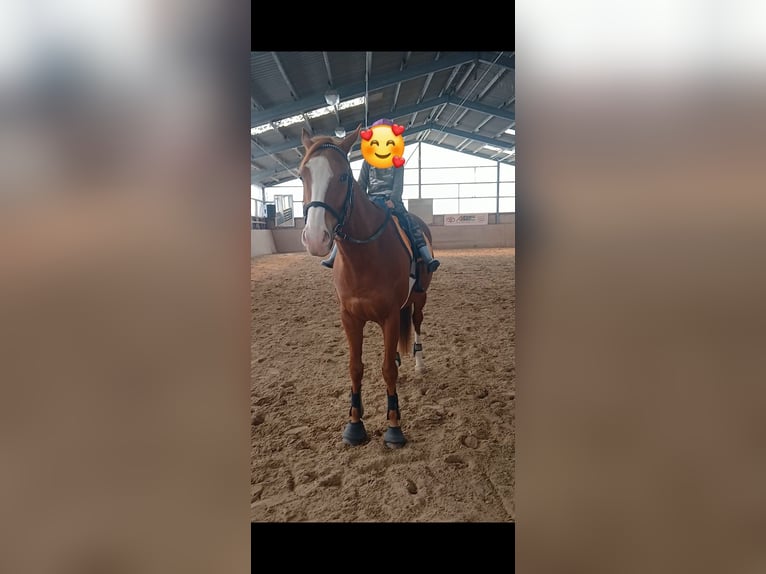 Weitere Vollblüter Mix Wallach 6 Jahre 177 cm Fuchs in Grevenbroich