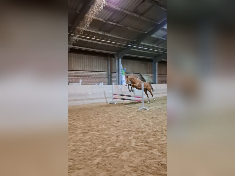 Weitere Vollblüter Mix Wallach 6 Jahre 177 cm Fuchs in Grevenbroich