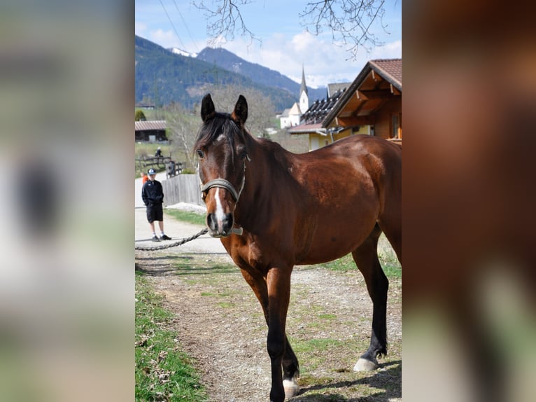 Weitere Vollblüter Wallach 7 Jahre 156 cm Brauner in Lend