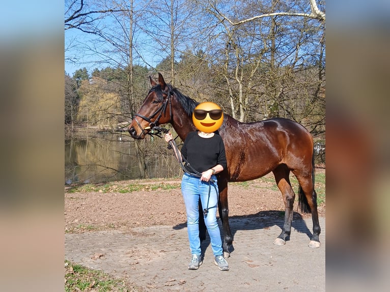 Weitere Vollblüter Wallach 7 Jahre 163 cm Brauner in Bruchm&#xFC;hlbach-Miesau