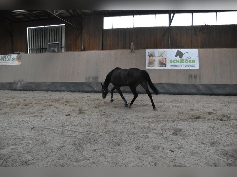 Weitere Vollblüter Wallach 7 Jahre 166 cm Brauner in Wegeleben