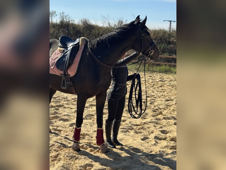 Weitere Vollblüter Wallach 7 Jahre 168 cm Schwarzbrauner in Wegeleben