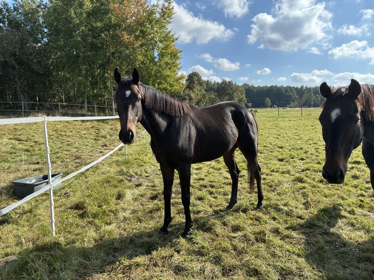 Weitere Vollblüter Wallach 8 Jahre 158 cm Dunkelbrauner in Józefów-WiktorówRossoszyca