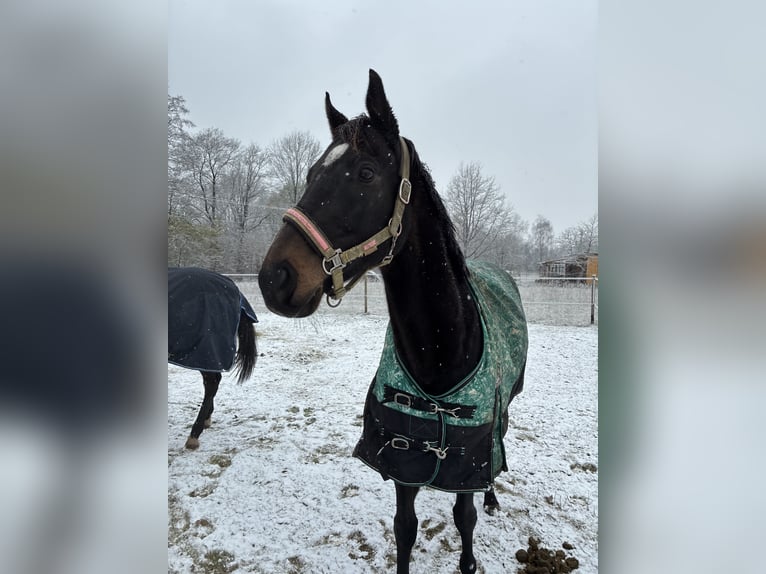 Weitere Vollblüter Wallach 8 Jahre 158 cm Dunkelbrauner in Józefów-WiktorówRossoszyca