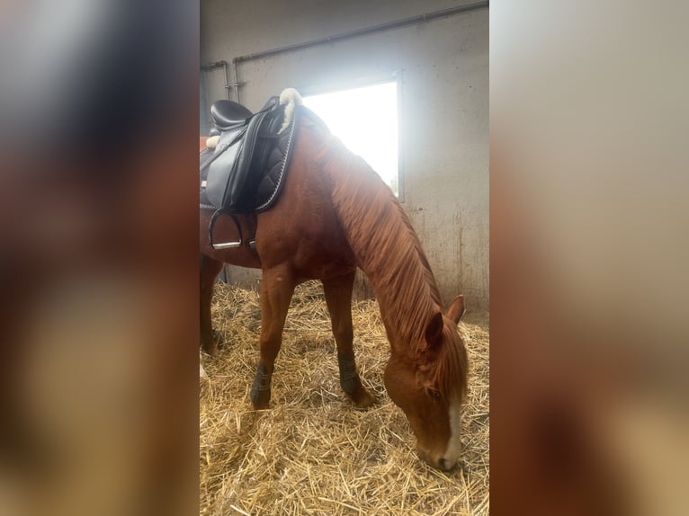 Weitere Vollblüter Wallach 8 Jahre 160 cm Rotfuchs in Geluwe