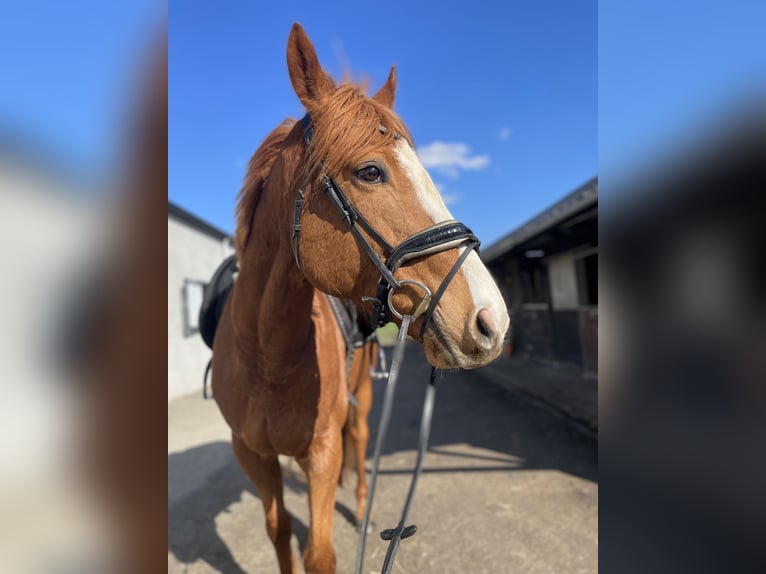 Weitere Vollblüter Wallach 8 Jahre 160 cm Rotfuchs in Geluwe