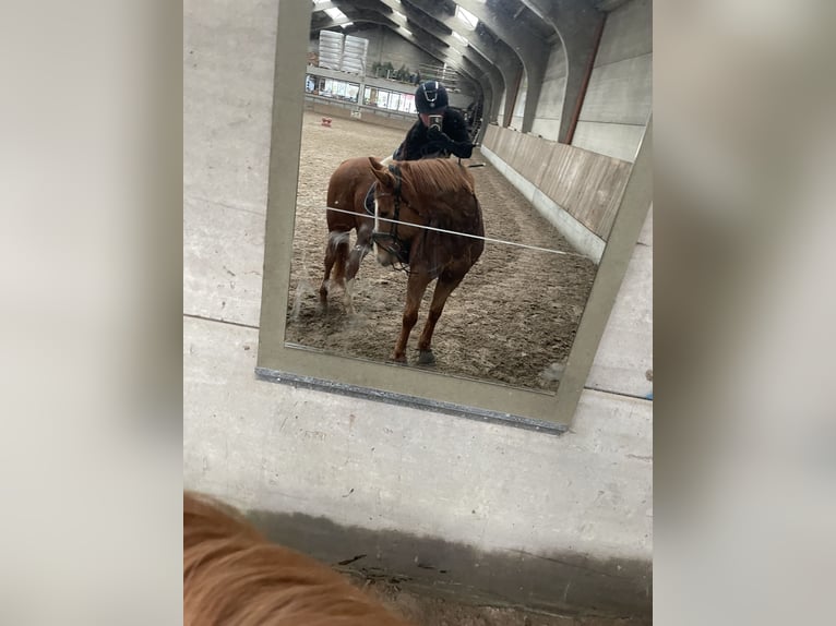 Weitere Vollblüter Wallach 8 Jahre 160 cm Rotfuchs in Geluwe