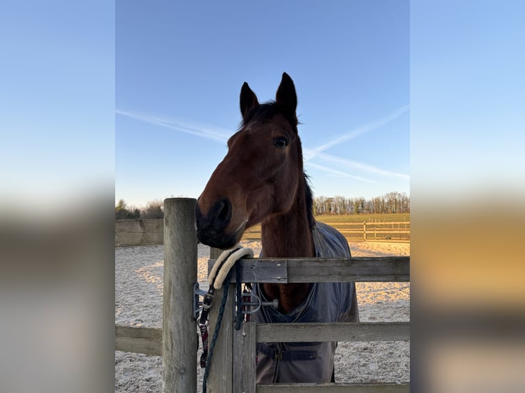 Weitere Vollblüter Wallach 8 Jahre 165 cm Brauner in Lorrez le bocage