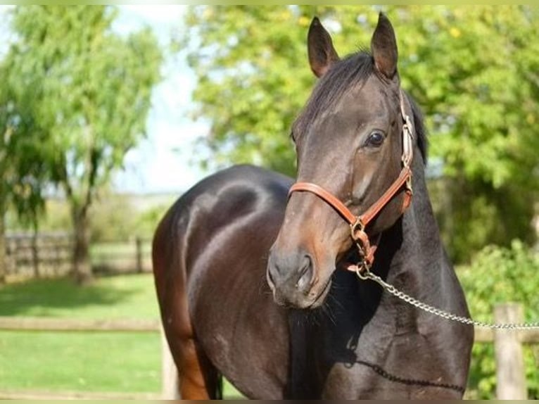 Weitere Vollblüter Wallach 8 Jahre 167 cm Brauner in villiers en plaine
