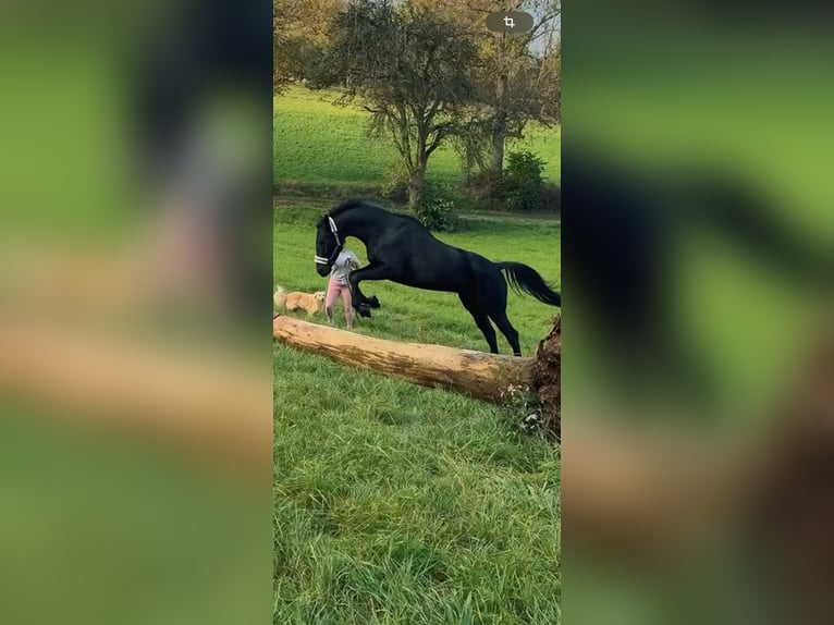 Weitere Vollblüter Wallach 8 Jahre 167 cm Schwarzbrauner in Bruchsal