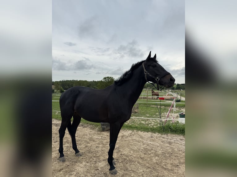Weitere Vollblüter Wallach 8 Jahre 167 cm Schwarzbrauner in Bruchsal