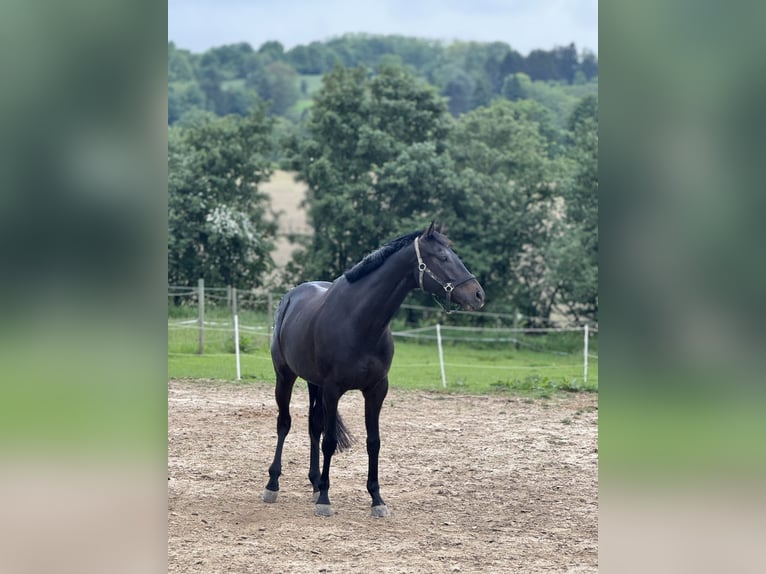 Weitere Vollblüter Wallach 8 Jahre 167 cm Schwarzbrauner in Bruchsal