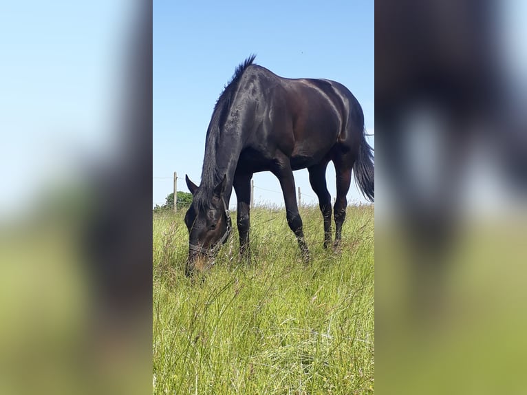 Weitere Vollblüter Wallach 8 Jahre 167 cm Schwarzbrauner in Bruchsal