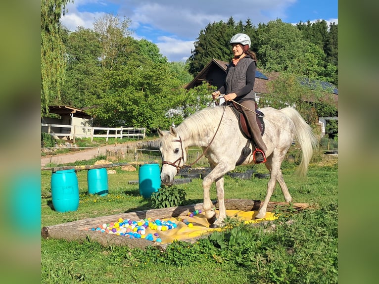 Weitere Vollblüter Wallach 9 Jahre 155 cm Fliegenschimmel in Bayerbach