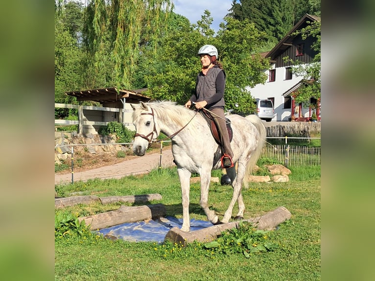 Weitere Vollblüter Wallach 9 Jahre 155 cm Fliegenschimmel in Bayerbach