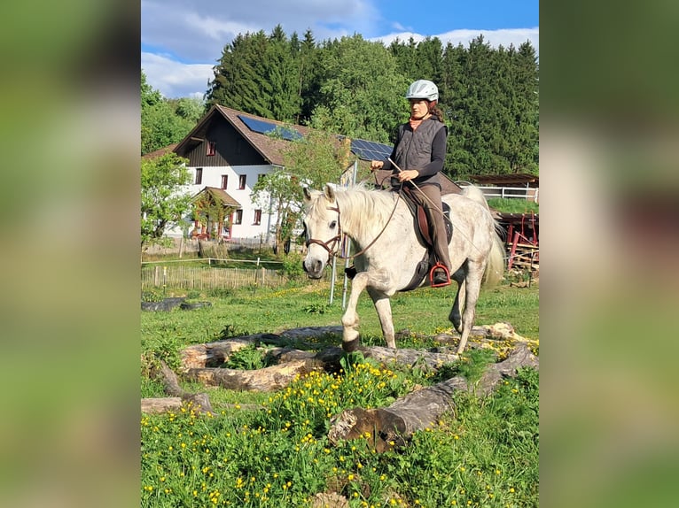 Weitere Vollblüter Wallach 9 Jahre 155 cm Fliegenschimmel in Bayerbach