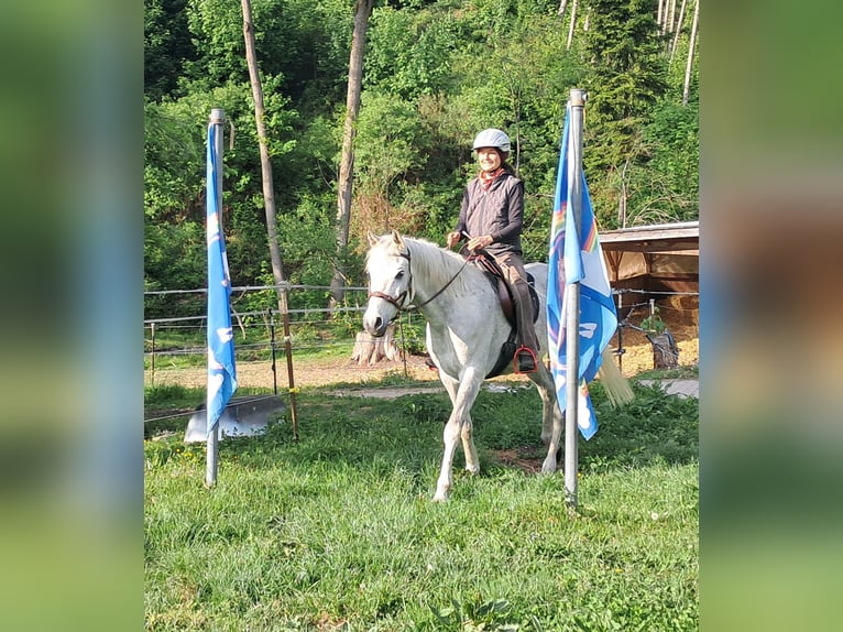 Weitere Vollblüter Wallach 9 Jahre 155 cm Fliegenschimmel in Bayerbach