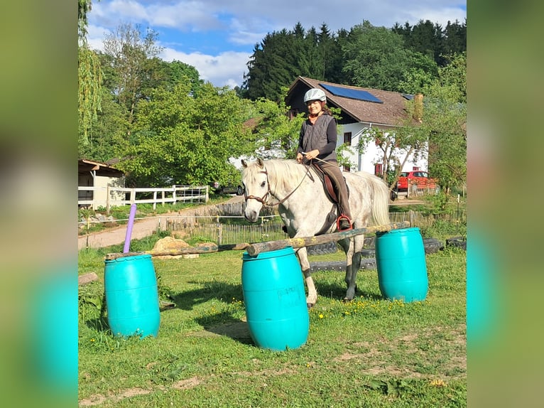 Weitere Vollblüter Wallach 9 Jahre 155 cm Fliegenschimmel in Bayerbach