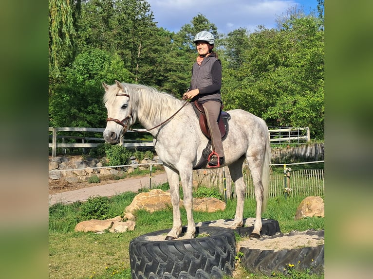 Weitere Vollblüter Wallach 9 Jahre 155 cm Fliegenschimmel in Bayerbach