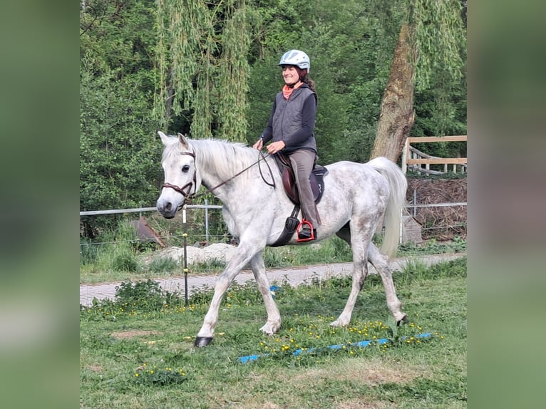Weitere Vollblüter Wallach 9 Jahre 155 cm Fliegenschimmel in Bayerbach