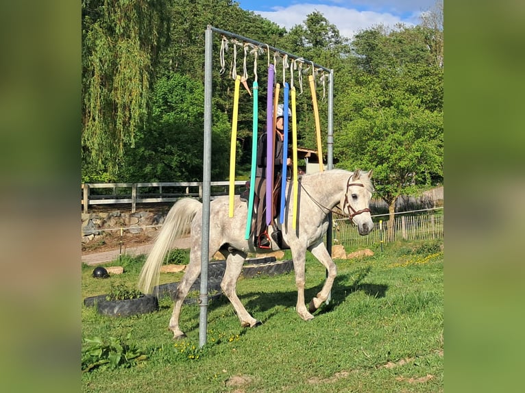 Weitere Vollblüter Wallach 9 Jahre 155 cm Fliegenschimmel in Bayerbach