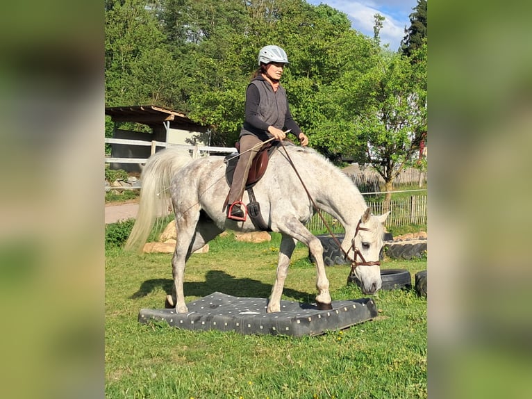 Weitere Vollblüter Wallach 9 Jahre 155 cm Fliegenschimmel in Bayerbach