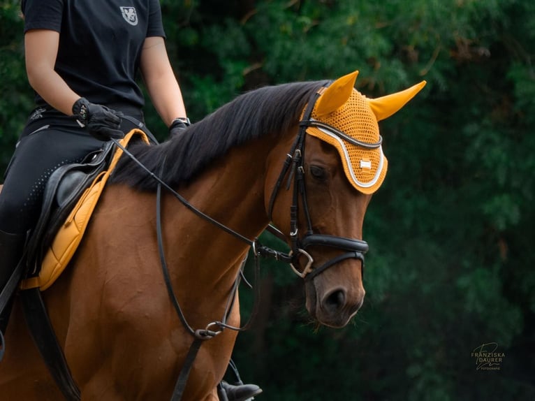 Weitere Vollblüter Wallach 9 Jahre 157 cm Brauner in Dinkelsbühl