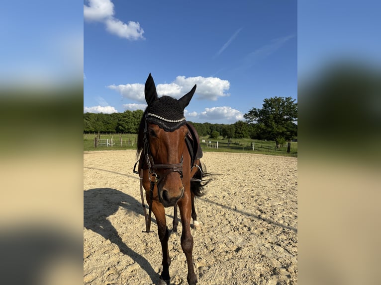 Weitere Vollblüter Wallach 9 Jahre 167 cm Brauner in Haltern am See