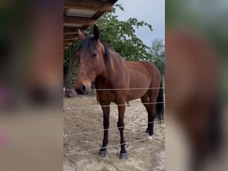 Weitere Vollblüter Wallach 9 Jahre 167 cm Brauner in Haltern am See