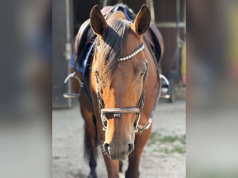 Weitere Vollblüter Wallach 9 Jahre 167 cm Brauner in Haltern am See