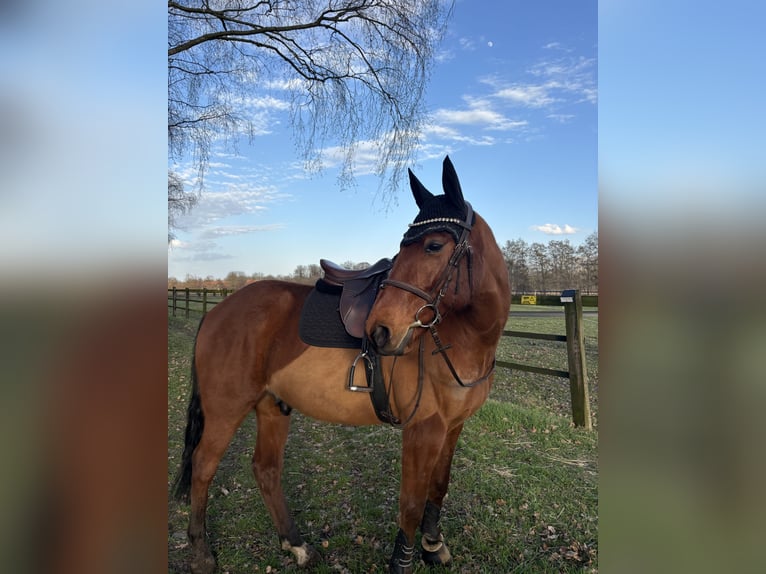 Weitere Vollblüter Wallach 9 Jahre 167 cm Brauner in Haltern am See