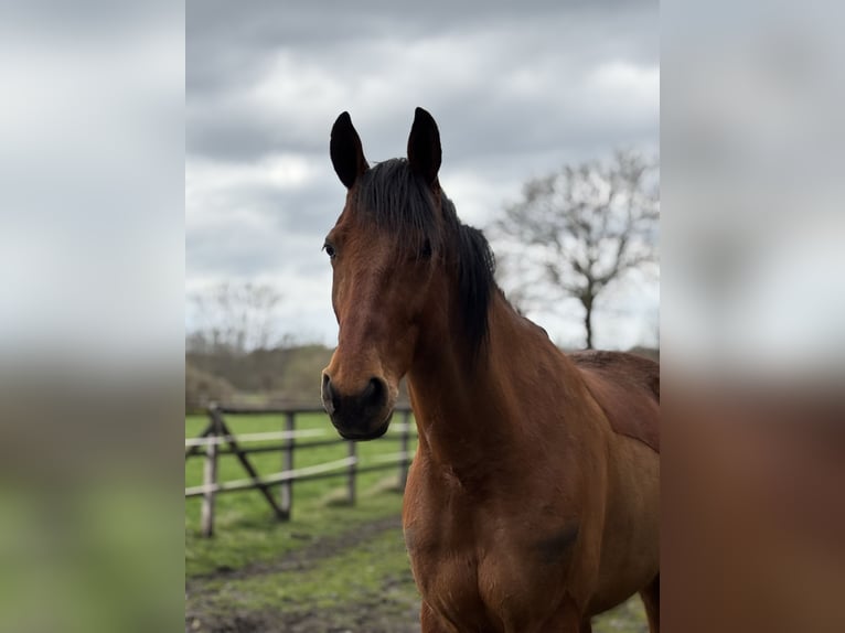 Weitere Vollblüter Wallach 9 Jahre 167 cm Brauner in Haltern am See